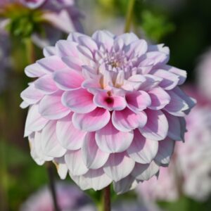 Jurginas 'Sweet Love' 1vnt.