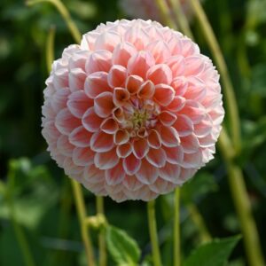 Jurginas 'Sweet Suzanne' 1vnt.