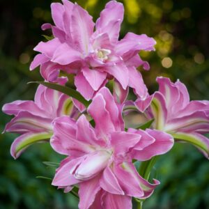 Rytietiška pilnavidurė lelija 'Lotus Wonder' 1vnt.