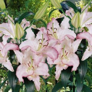 Lelija 'Brasilia' 1vnt.