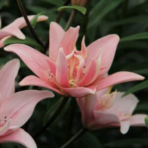 Pilnavidurė azijinė lelija 'Elodie' 1vnt.