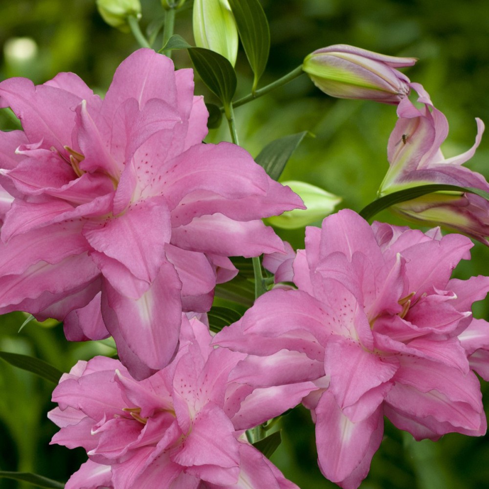 Rytietiška pilnavidurė lelija 'Lotus Dream' 1vnt.