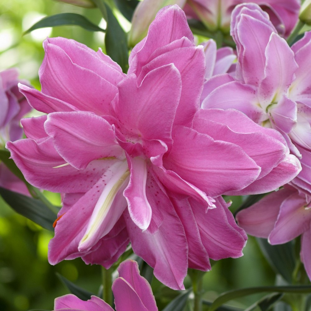 Rytietiška pilnavidurė lelija 'Lotus Wonder' 1vnt. - Image 2