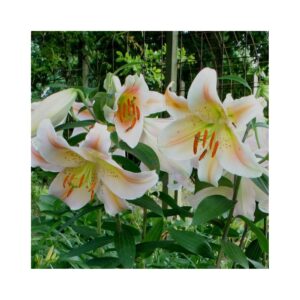 Lelija 'Salmon Party' 1vnt.