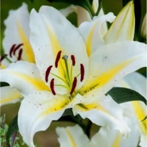 Rytinė lelija 'Baferrari' 1vnt.