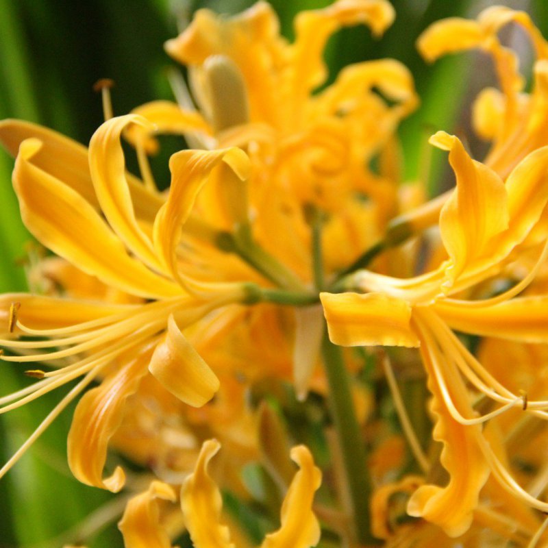 Vorinė lelija Lycoris aurea 1vnt.